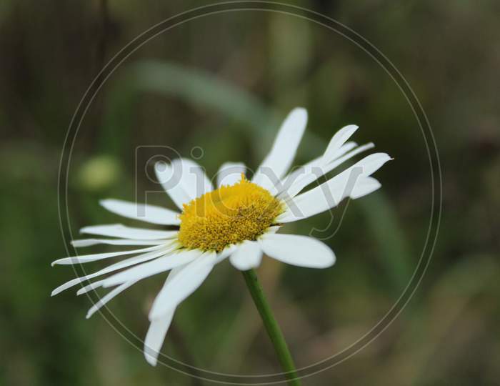 A close up photo of one daisy in a grassy field on a sunny day.