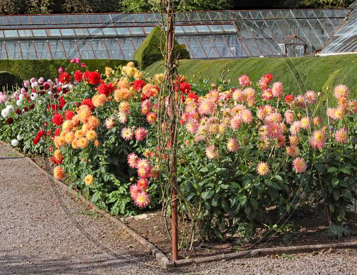 Many Varieties Of Dahlia Growing In An English Country Garden.