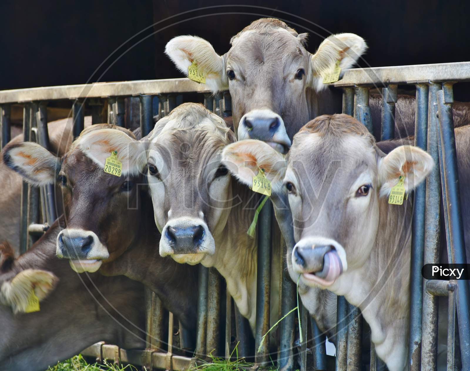 Indian Cows behind the metal railings 