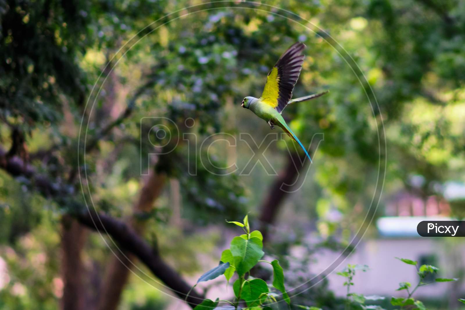 Flying Rose-Ringed Parakeet (Psittacula Krameri), Also Known As The Ring-Necked Parakeet, Very Common Green Parrot In New Delhi, India