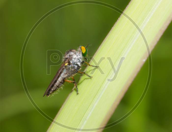 A macro shot of fly on a white background . Live house fly .Insect close-up