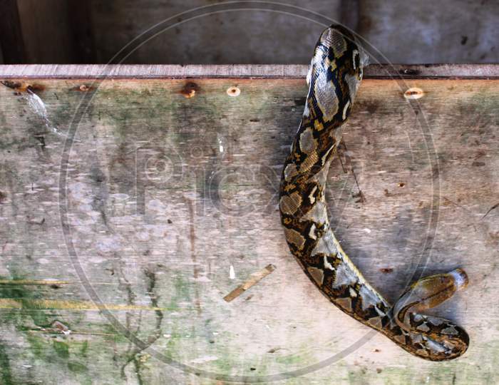 Snake Peeping Out of a wooden box