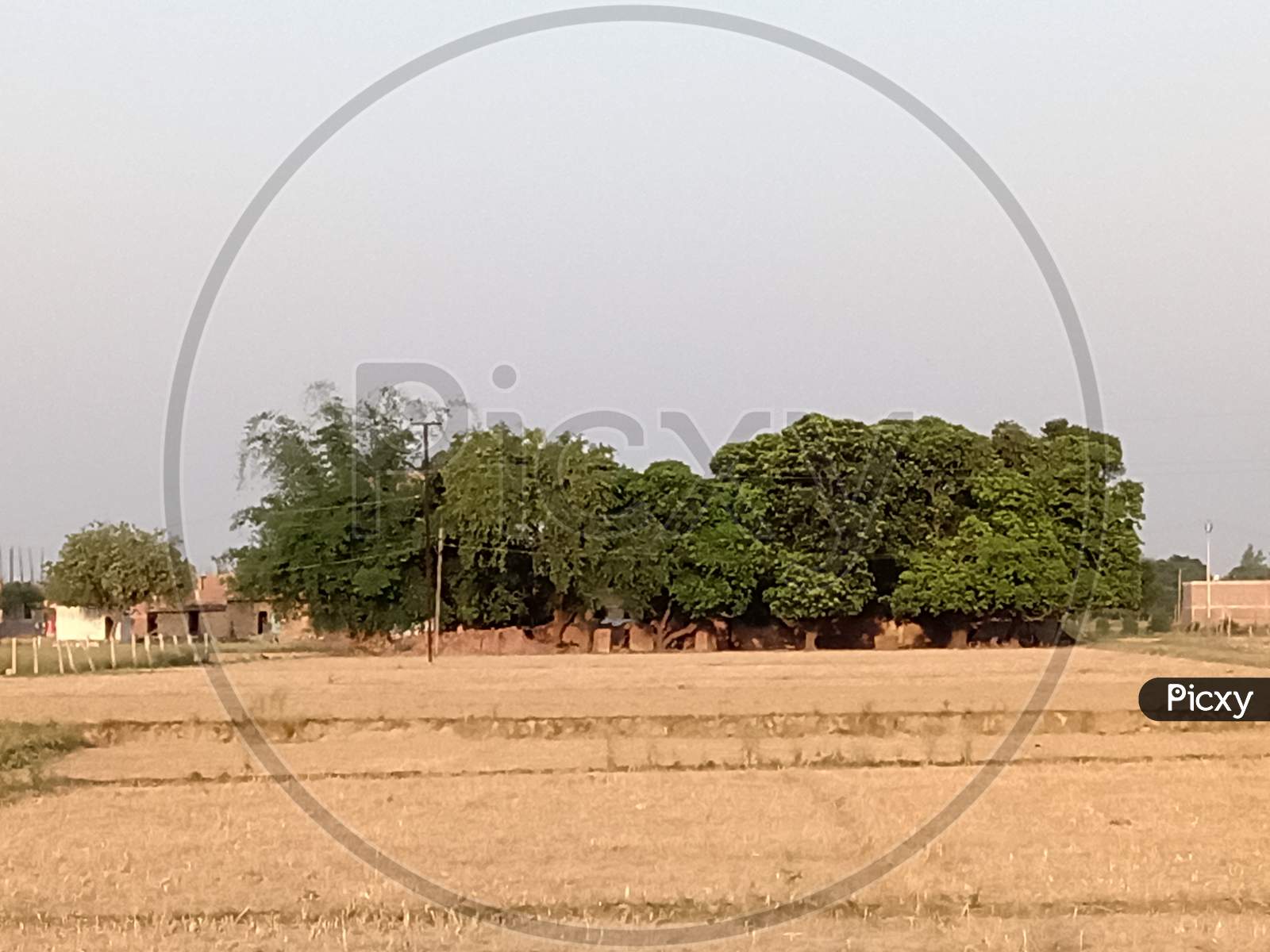 Tree of mango, House, field