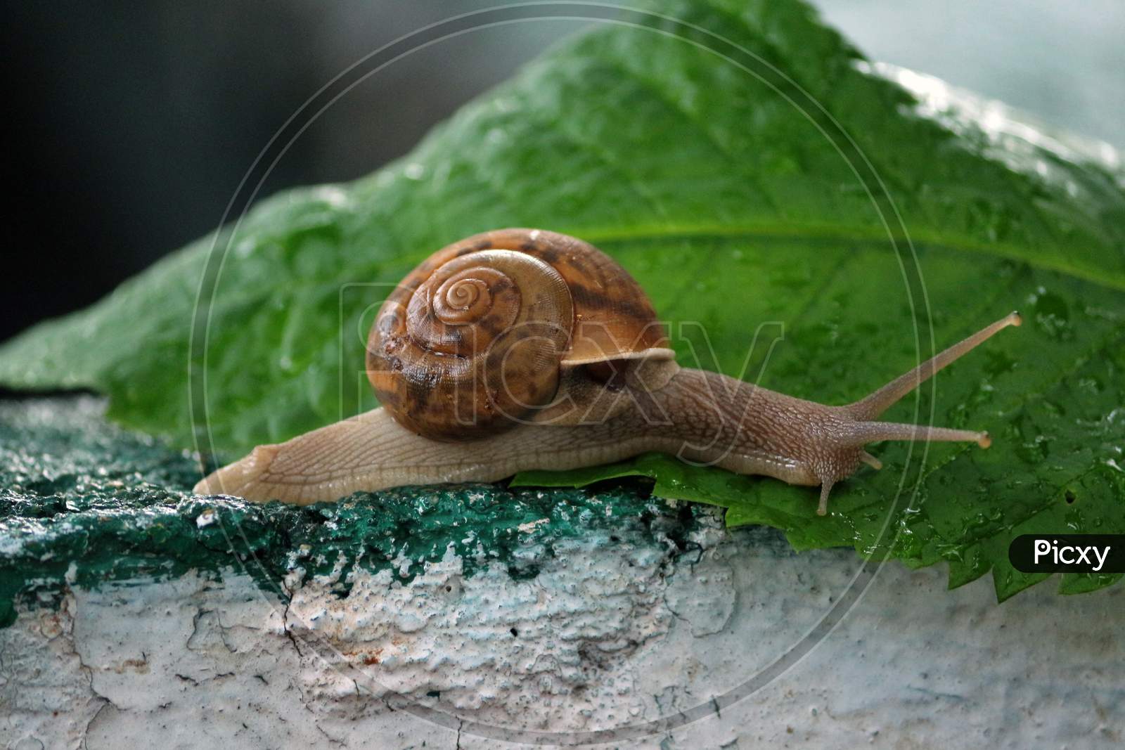 a cute snail walking on a leaf