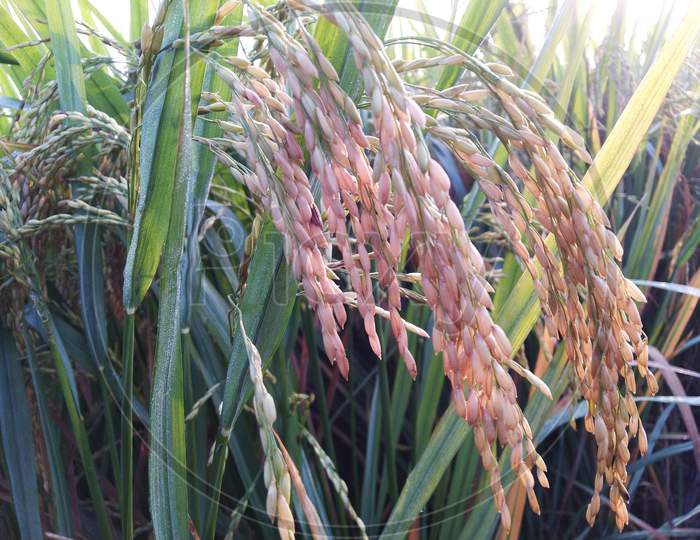 Rice plants crop in India Uttar pardesh