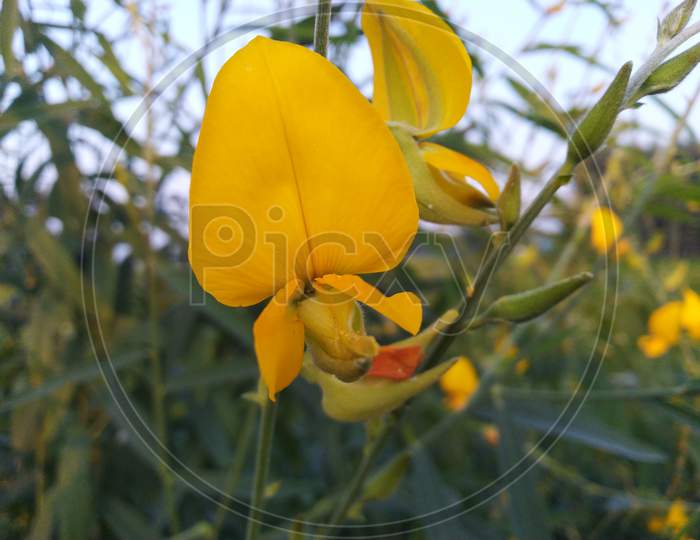 Yellow flowers in agriculture land
