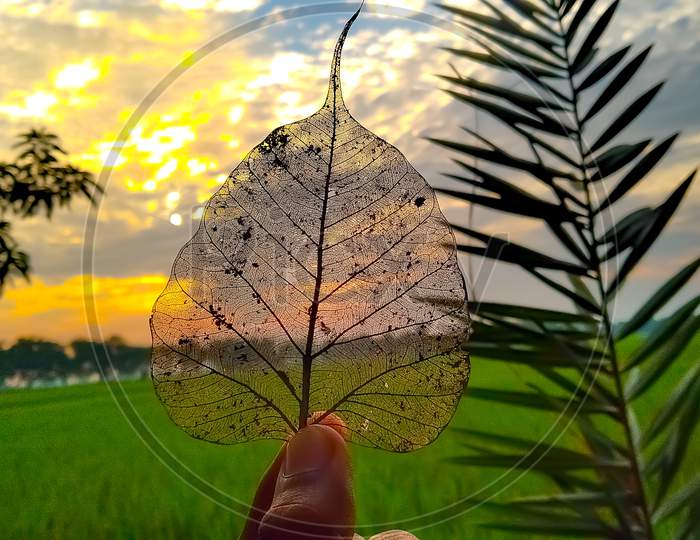 Dry Peepal leaf with sunset background and sunshine and village field