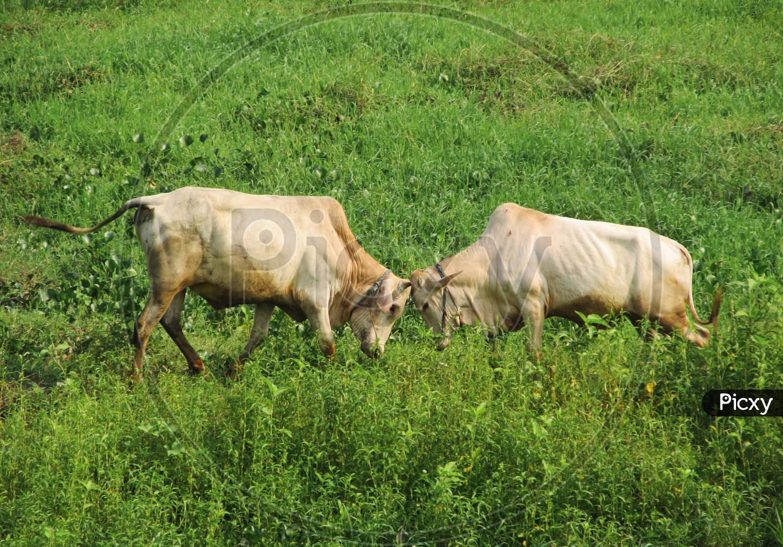Two cow fight in a green field of Rural area.