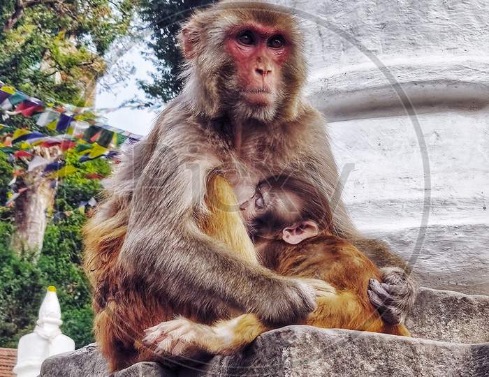 A Mother Monkey Holding her Baby.