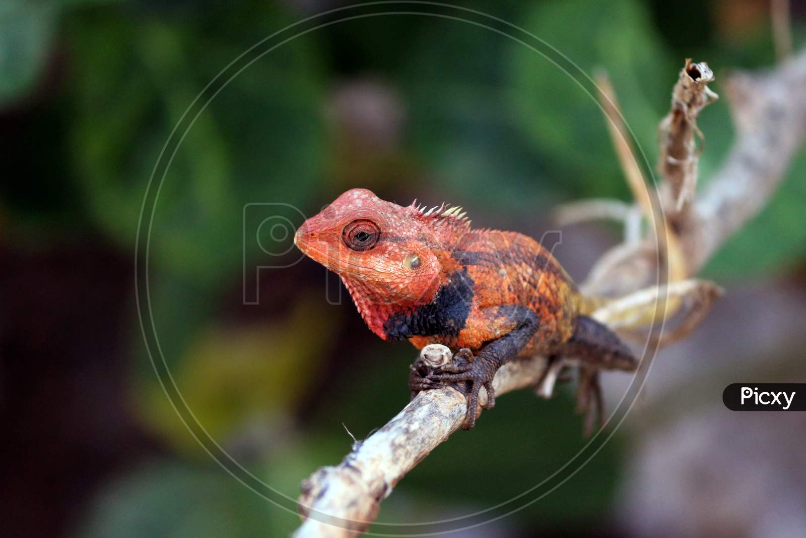 colour changing reptile on a stick