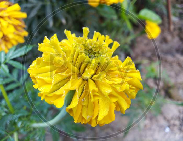 Marigolds yellow flowers in botanical garden