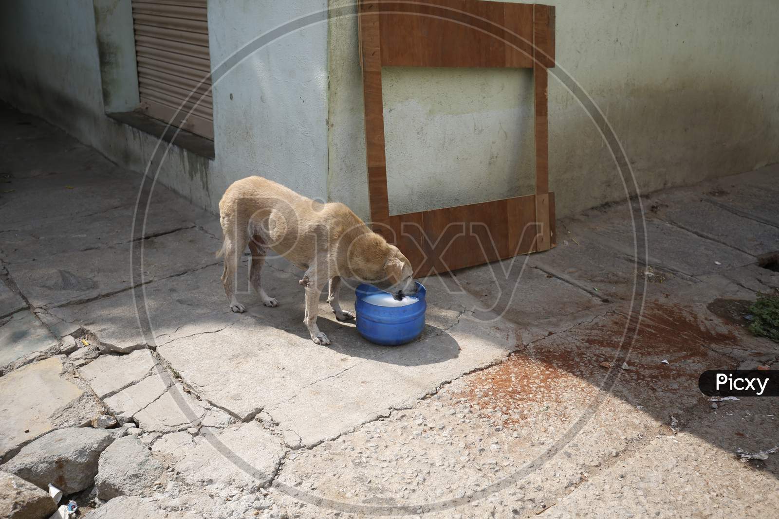 A dog drinks milk kept in a tub during the nationwide lockdown to stop the spread of Coronavirus (COVID-19) in Bangalore, India, May 01, 2020.