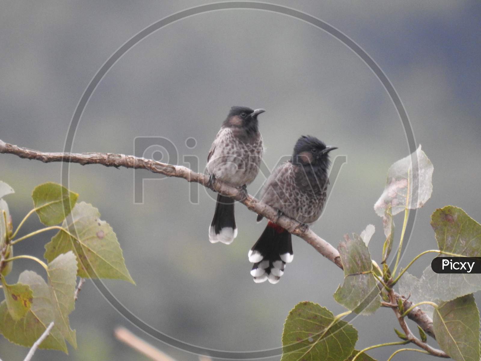 Bird (Red-vented bulbul) in pair on a branch