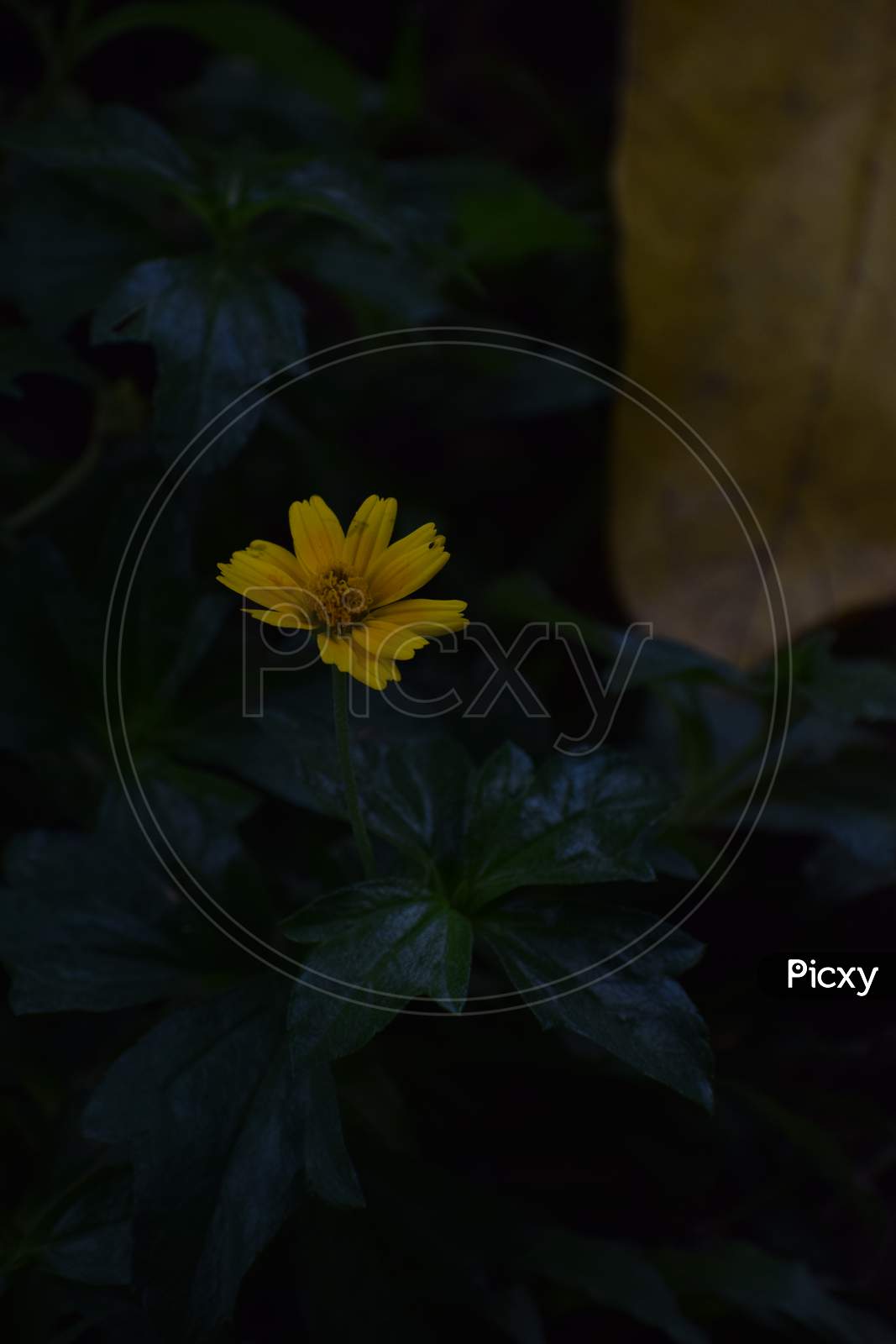 yellow flower with dark background