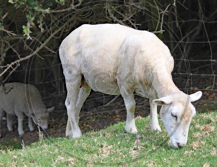 A Shorn Sheep Grazes On The Grass In A Meadow.