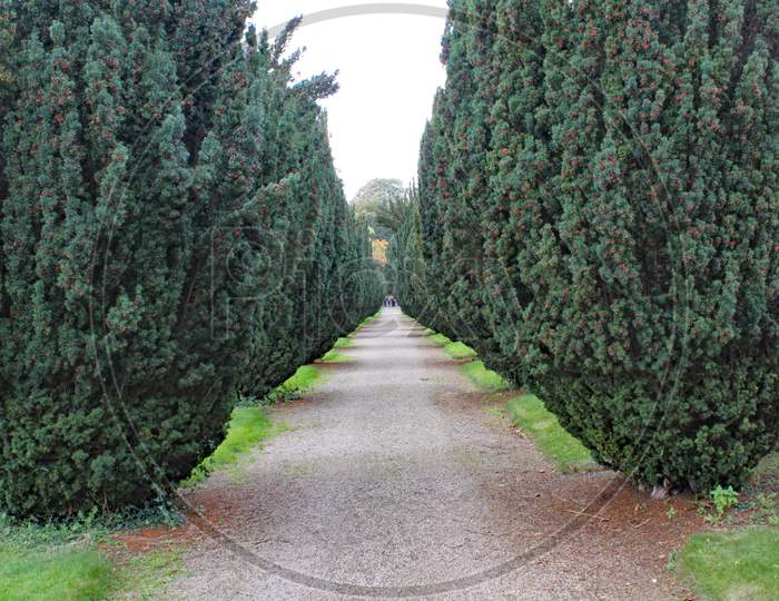A Pathway With A Row Of Yew Trees With Red Berries, Either Side.