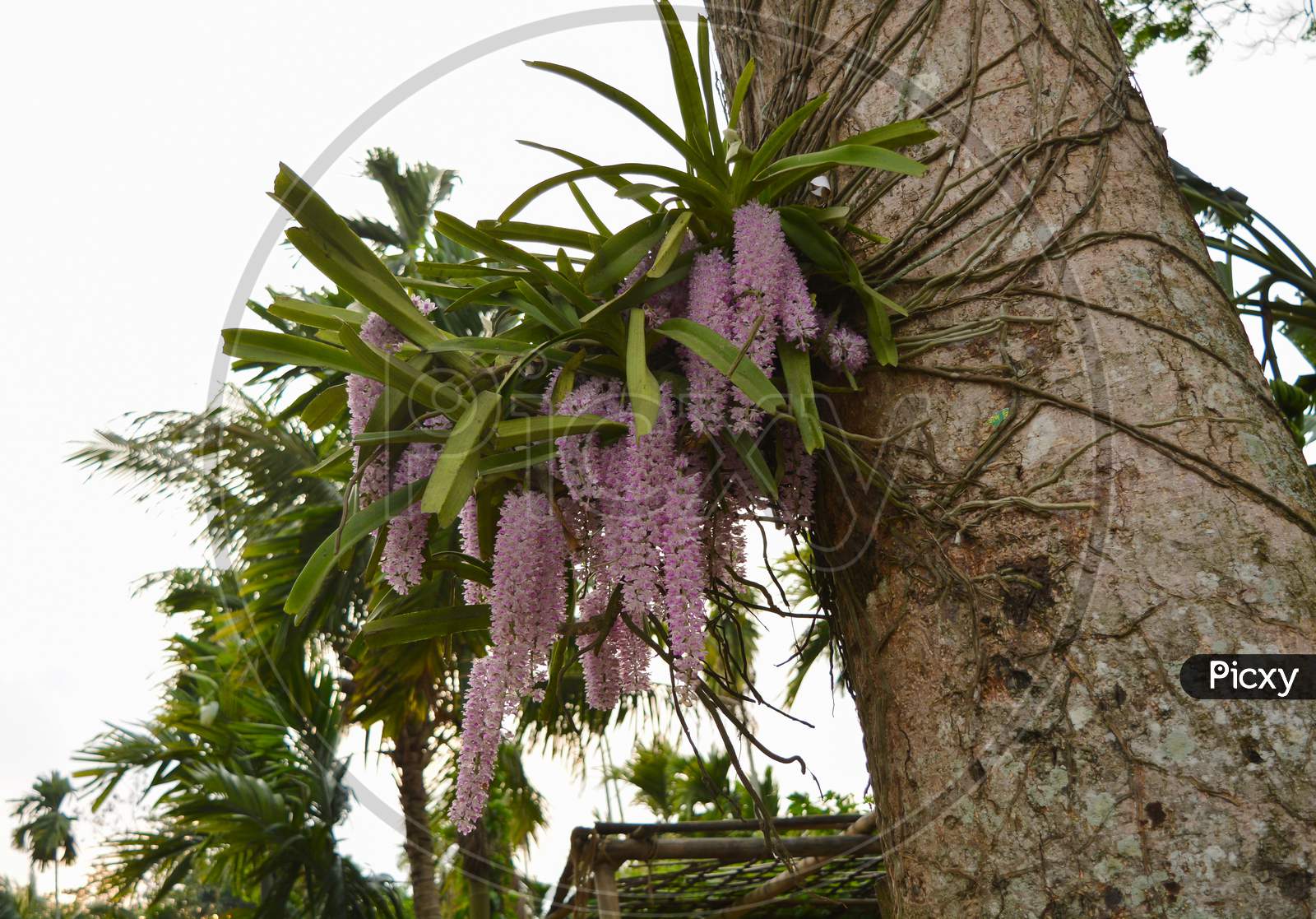 image-of-a-traditional-flower-of-assam-kopou-ful-oy393523-picxy