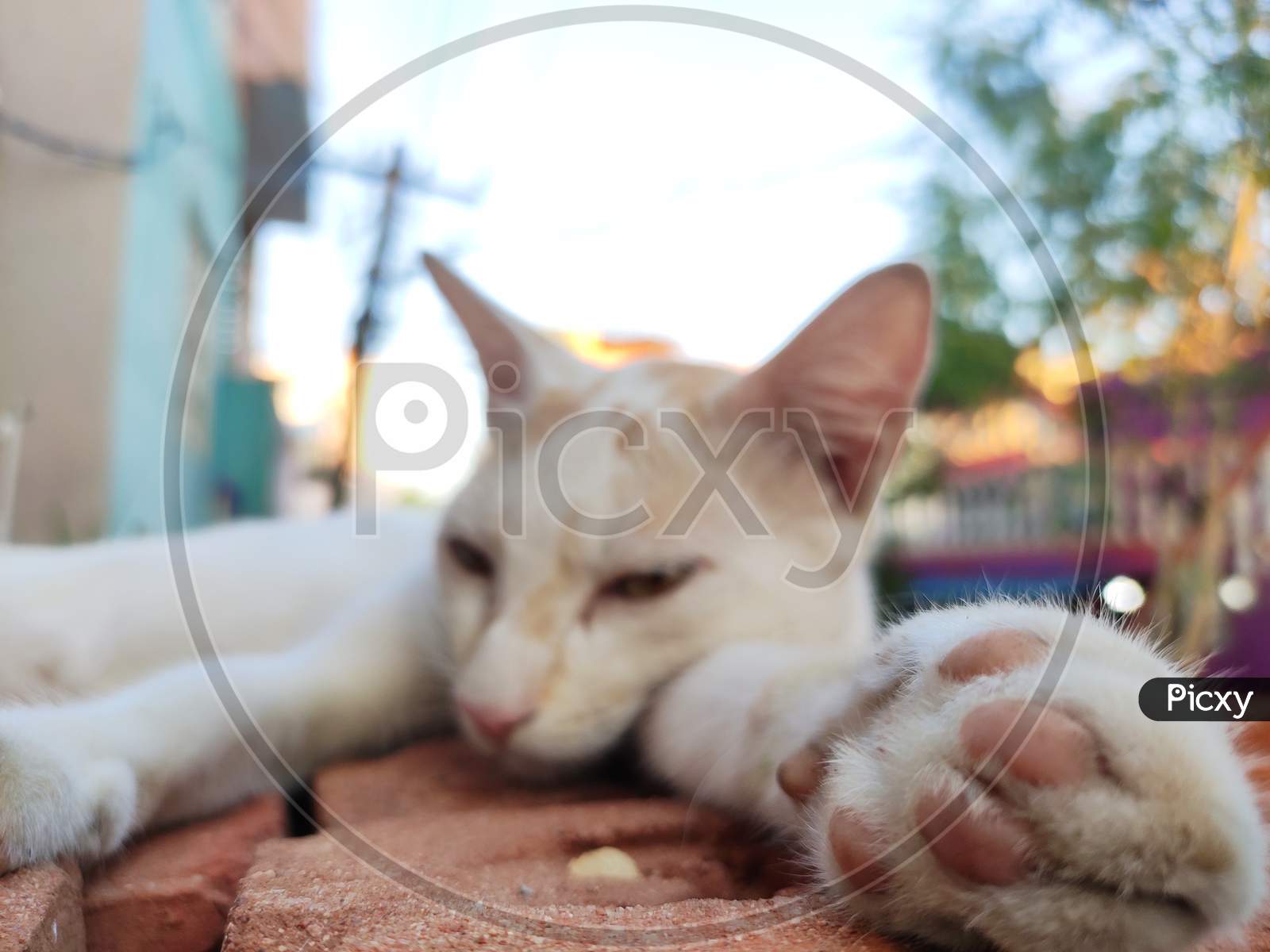 Cat laying down with selective focus