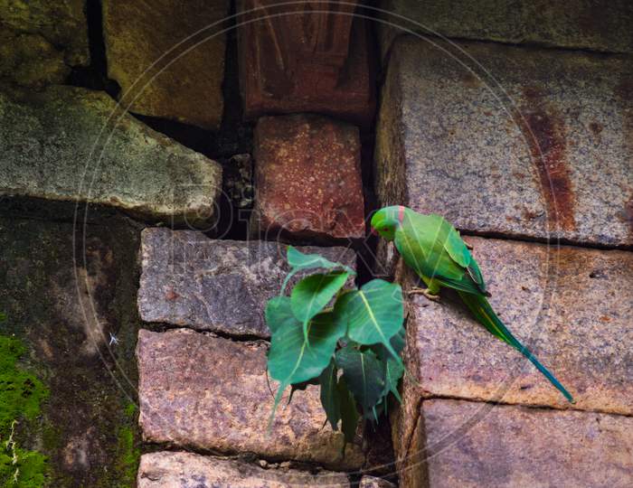 The Rose-Ringed Parakeet (Psittacula Krameri), Also Known As The Ring-Necked Parakeet, In New Delhi, India
