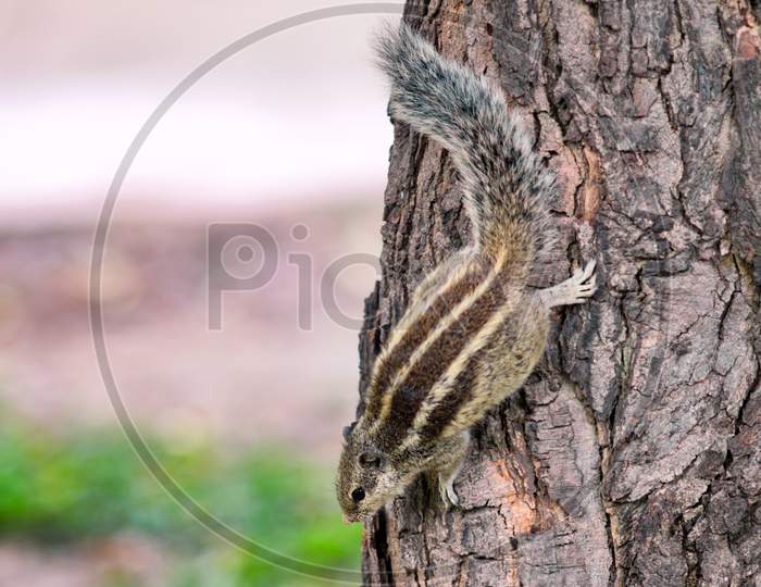 Northern Palm Squirrel (Funambulus Pennantii) Also Called The Five-Striped Palm Squirrel, Very Common In Urban Areas Of India, In New Delhi, India