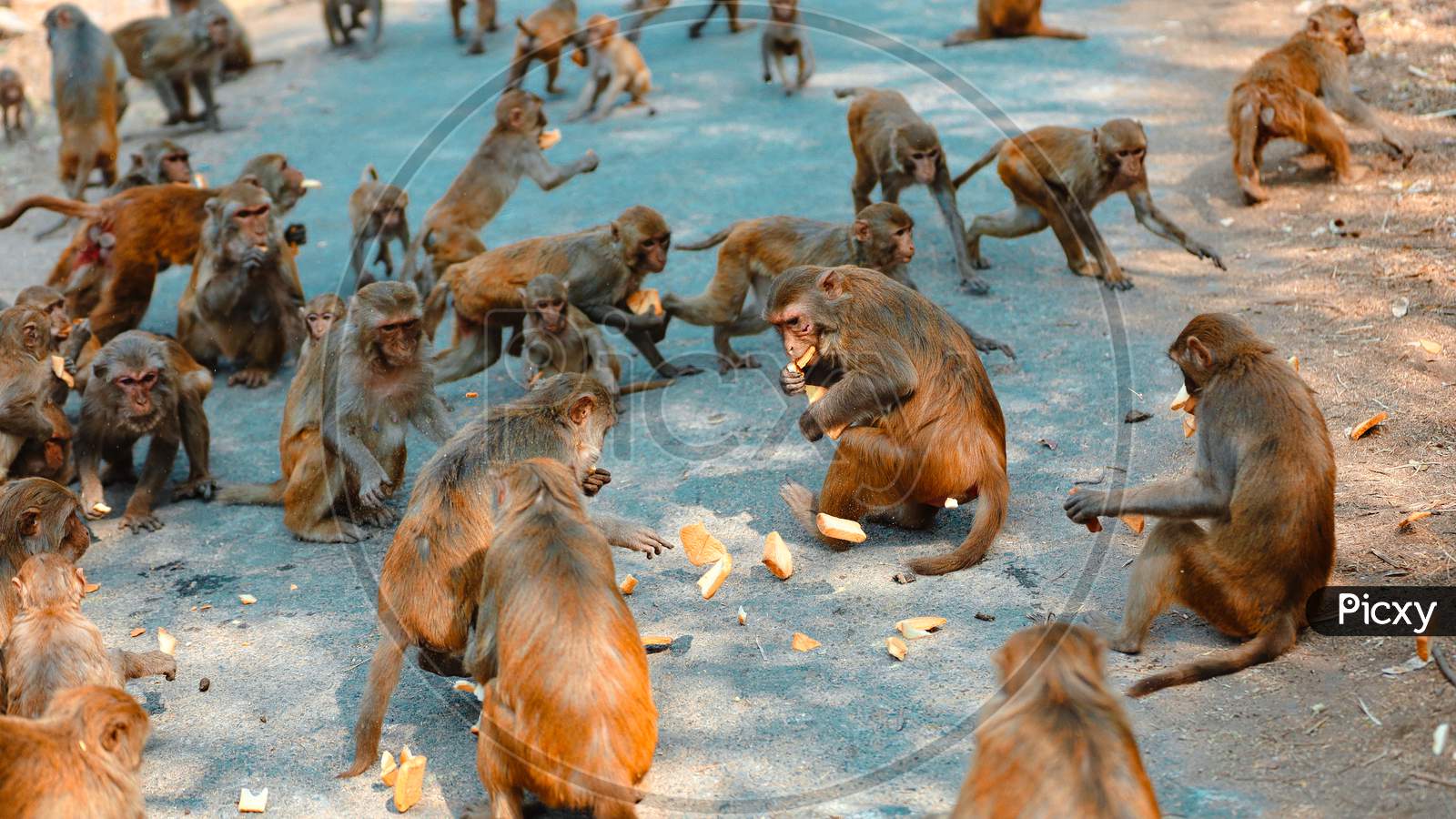 Monkeys eating Toasts and Biscuits