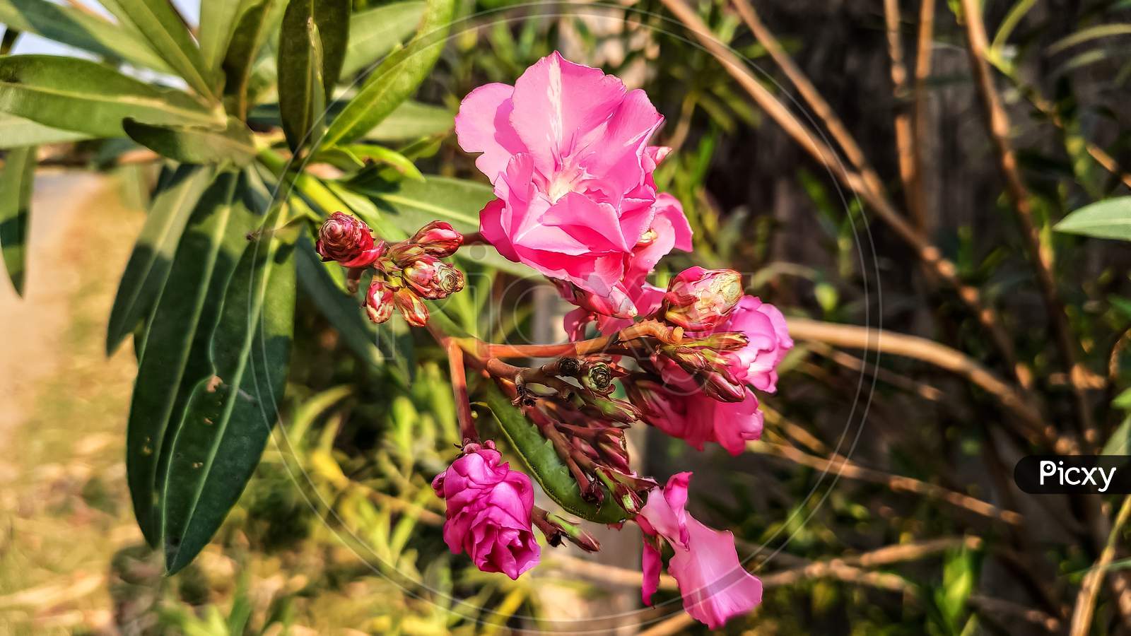 Pink flower view during morning