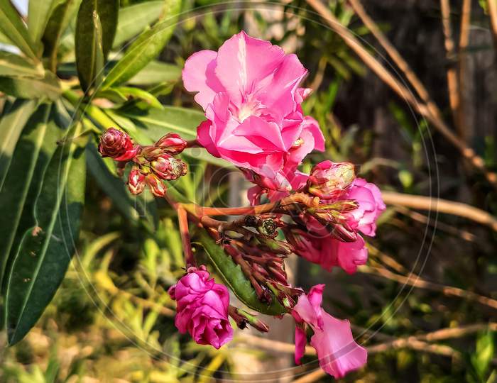 Pink flower view during morning