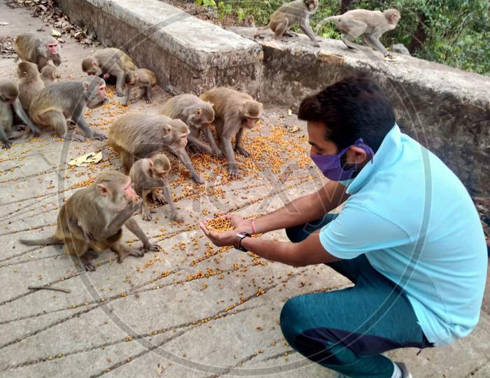 A young man feeding gram to monkeys