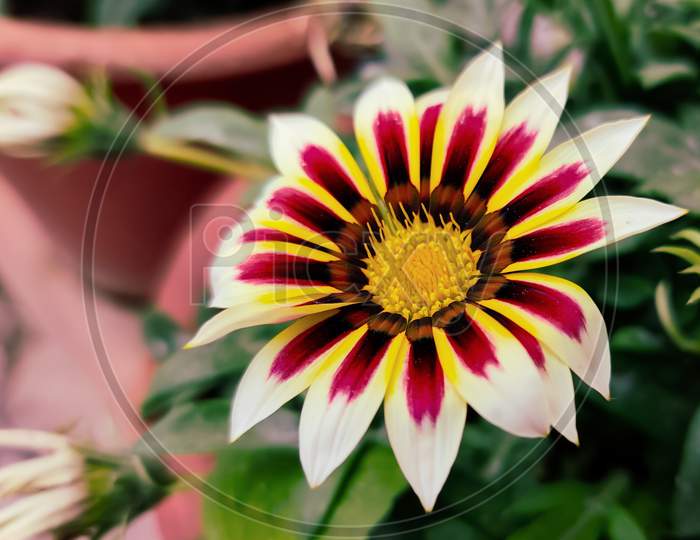 Close of a Beautiful Multi Colored Flower.