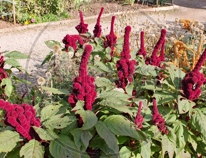 Amaranthus Gangeticus Or Elephant Head Growing In An English Country Garden.