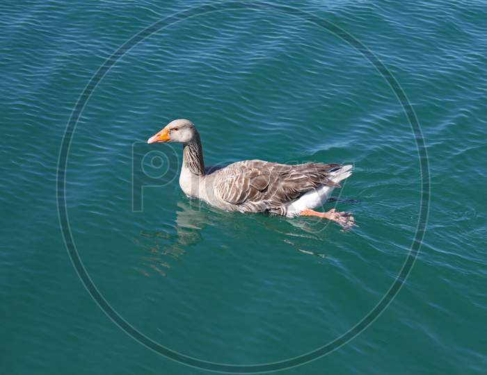 A Female Duck Swims Slowly Across A Lake And The Water Ripples Around Her
