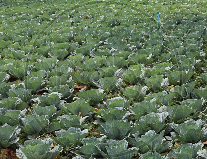 Fields of Cabbage