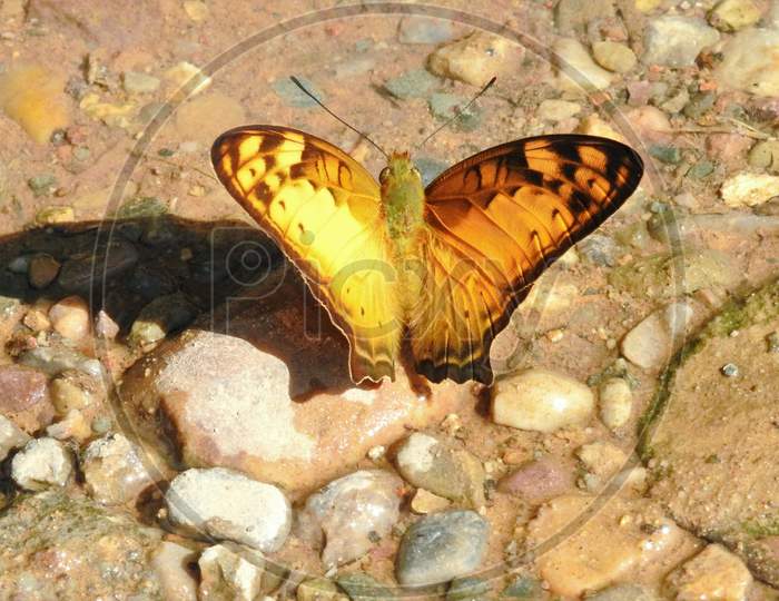 Butterfly on gravel (common leopard and Vegrant)
