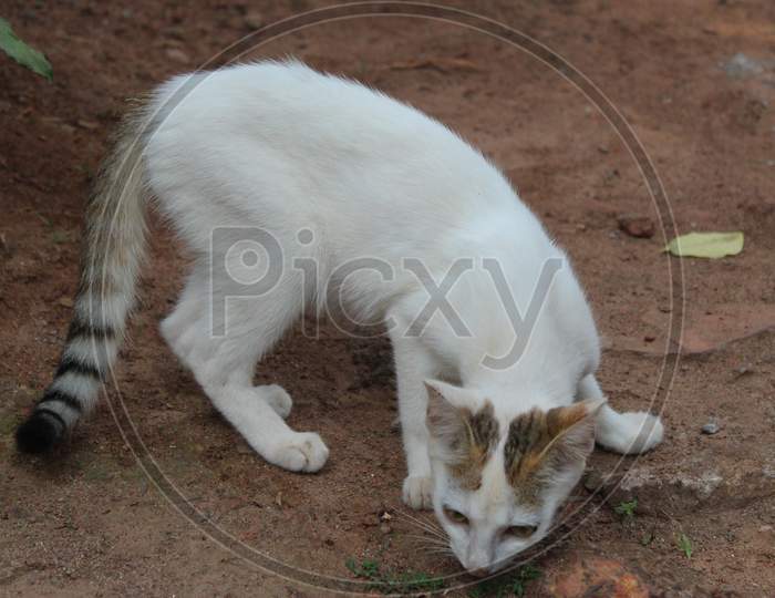 WHITE CAT WITH LONG TAIL