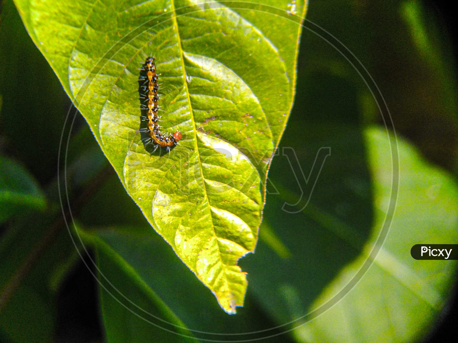 Caterpillar micro animal view