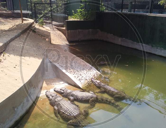 Crocodole