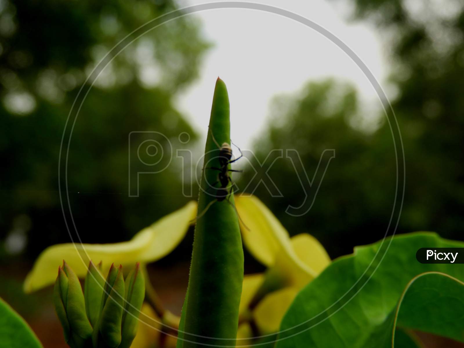 An ant on yellow flower