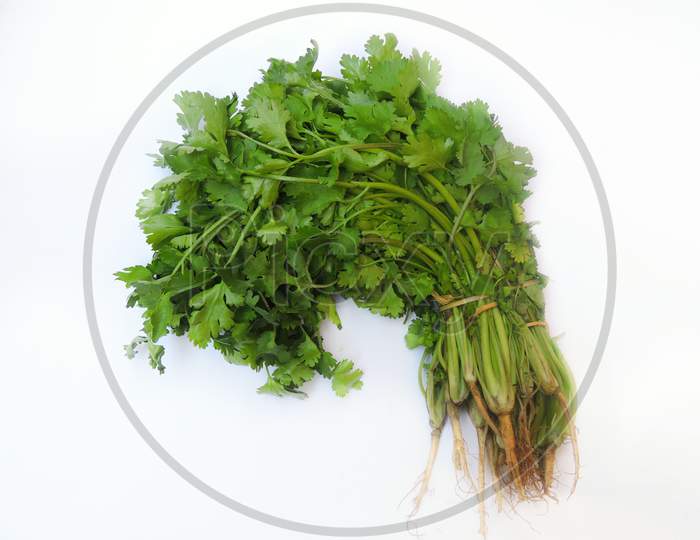 Leafy vegetable - Coriander