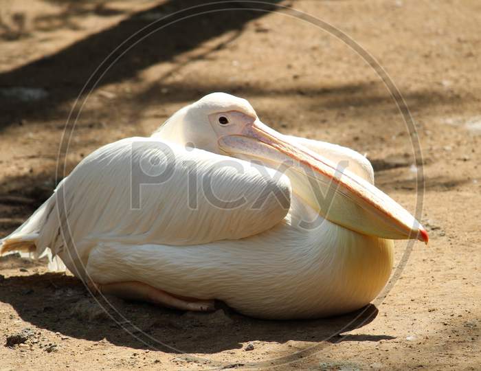 Great white pelican bird