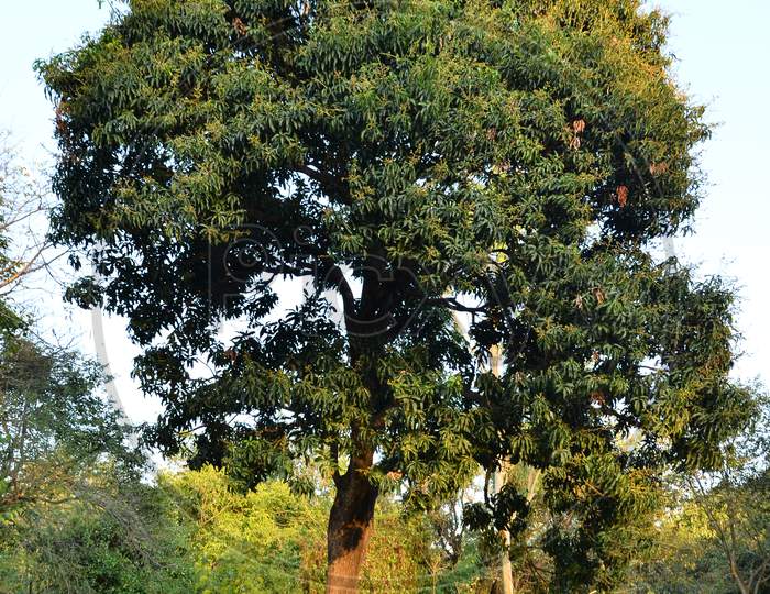 Beautiful tree natural location Himachal pradesh India