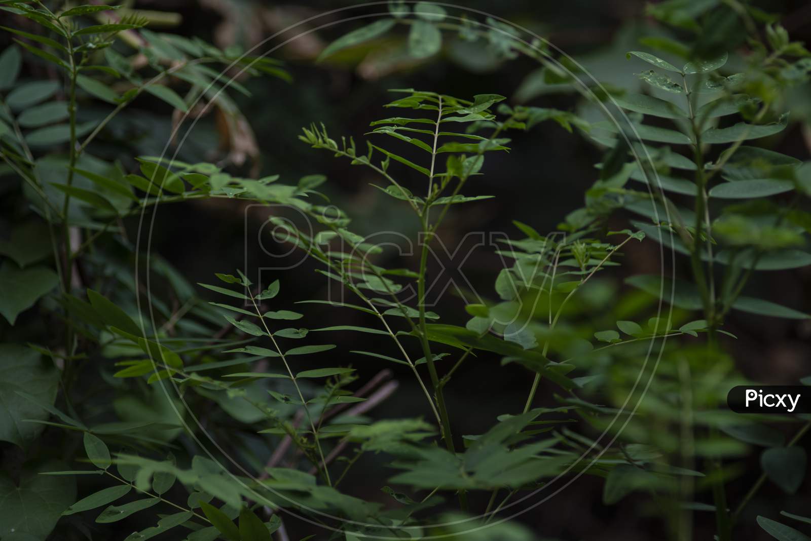 Leaves of a Indian green plant inside a park in green nature