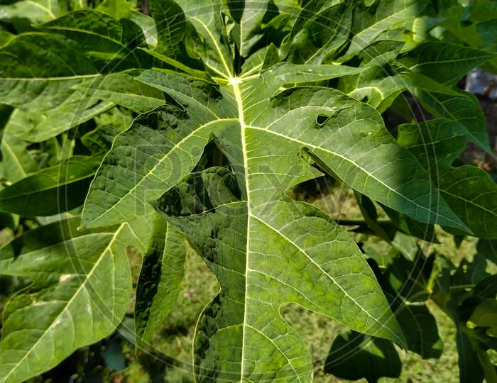 Giant Green Leaf Of Papaya - Papaya Plant
