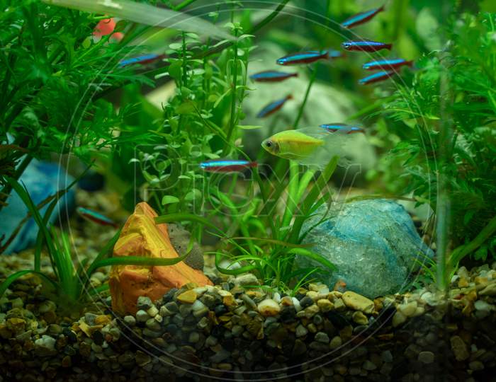 Multicolored Fish In An Aquarium