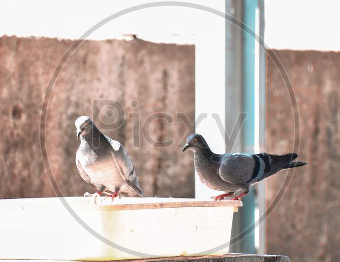 two pigeons sitting on a plastic tub drinking water