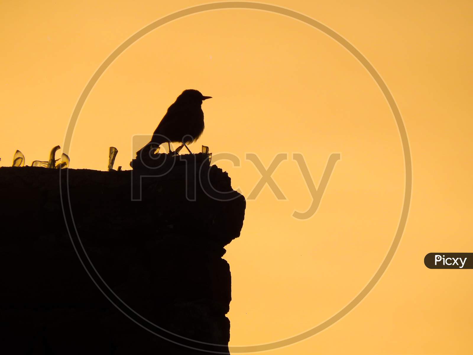 Bird Silhouette Sitting On A Brick Wall With Golden Yellow Sky In Background Background And Pieces Of Glass On Wall. Situation Of Birds In Cities Today. No Place For Them To Sit.