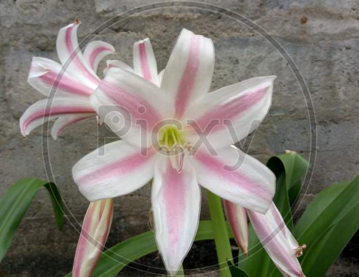 Pink Lily flower.