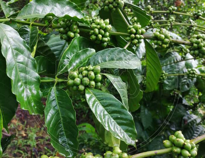 Unripe Coffee Beans Of Robusta Plant In Plantation