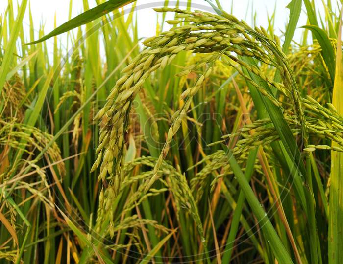 Beautiful rice plants dhaan in rainy season in Mohangarh India