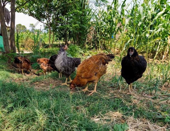 Nepali Local Chickens At Feeding Time In The Farm -Stock Image