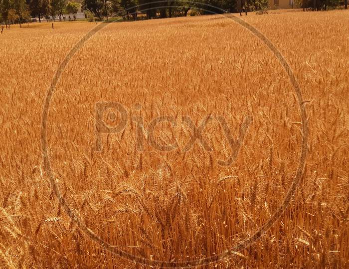 Beautiful picture of ripe wheat crop.